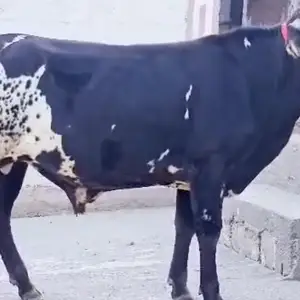 Бука, Душанбе