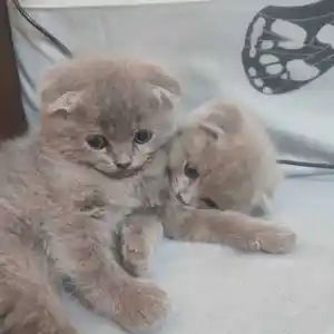 Котята, Душанбе