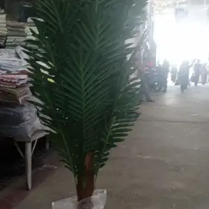 Дарахти пальма сунъи, Душанбе