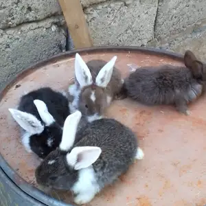 Харгушак, Душанбе