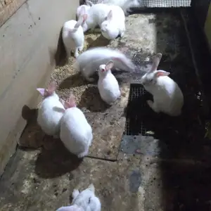Харгӯш, Худжанд