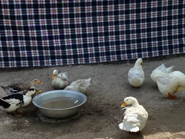 Мургоби, Вахш