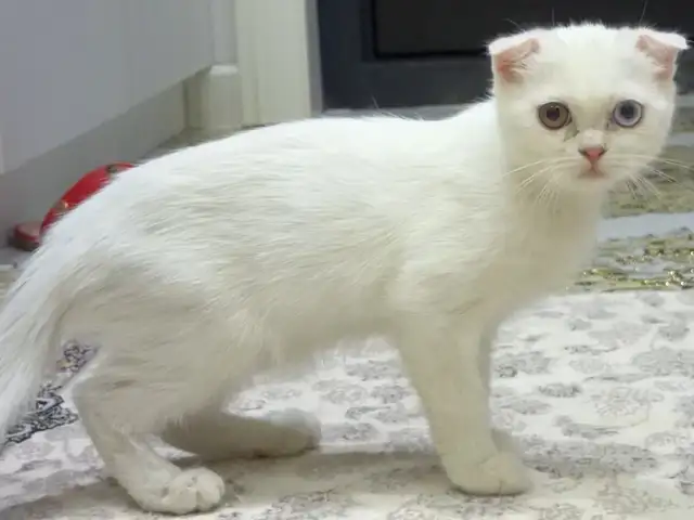Шотландские котята, Душанбе - 4