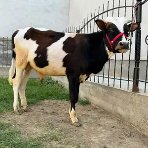 Бык, Хуҷанд