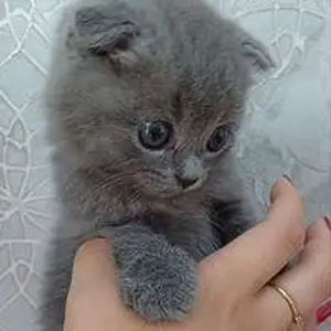 Котята, Душанбе