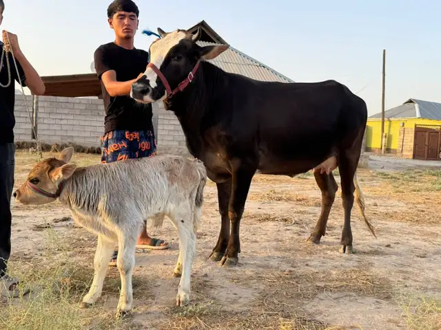 Гов, Хуросон