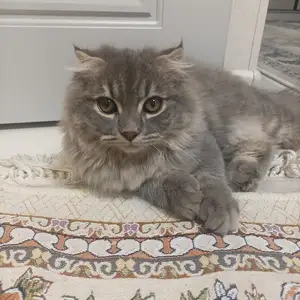 Шотландский вислоухикот 4 мес, Душанбе