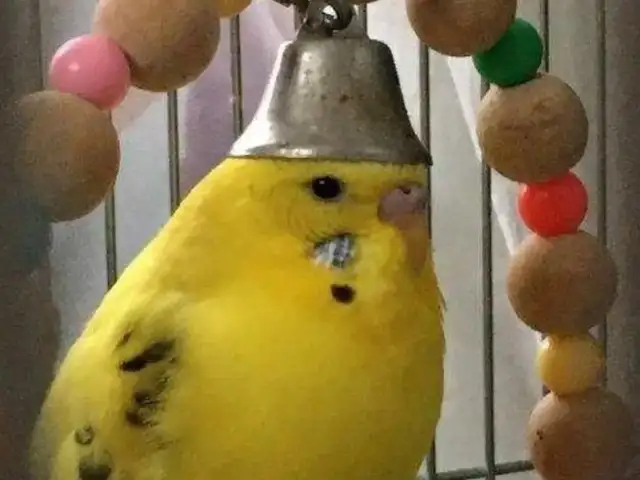Попугай, Душанбе