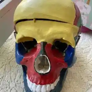 Макет черепа цветной, Душанбе