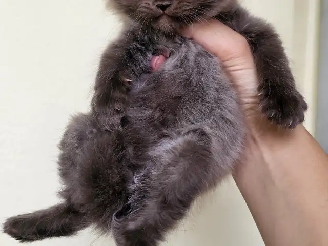 Шотландские котята, Душанбе - 7