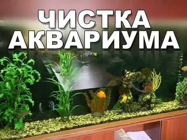 Обслуживание аквариумов, Хуҷанд