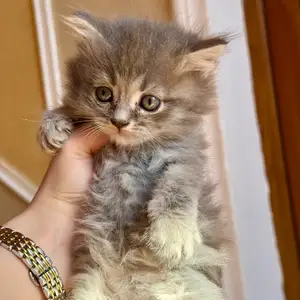 Британские вислоухие котята, Худжанд