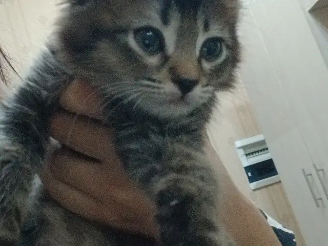 Кот, Душанбе