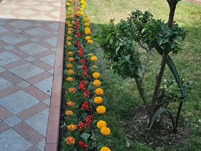 Гули мавсими, Душанбе