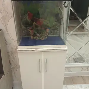 Аквариум, Хуҷанд
