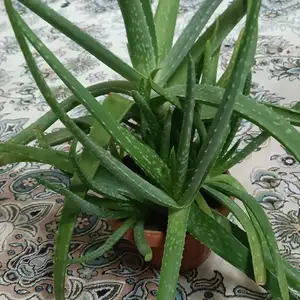 Алоэ вера, Душанбе