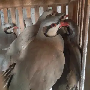 Кабк, Душанбе