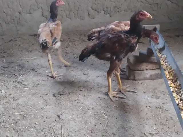 Дакан, Худжанд