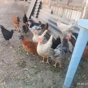 Мургхои хонаги, Худжанд