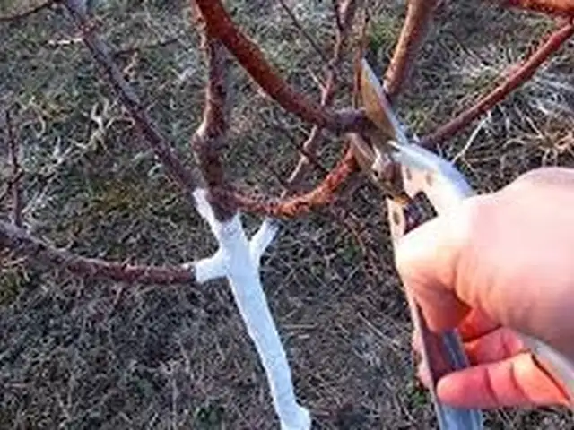 Таъмир кардани нихол, Худжанд
