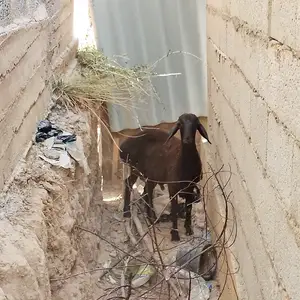 Кушкор, Гиссар