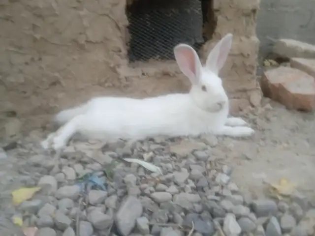 Харгуш, Душанбе