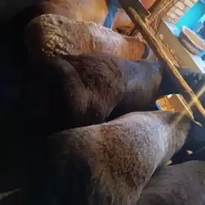 Гусфанд, Худжанд