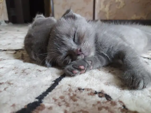 Шотландский вислоухие котята, Хуҷанд