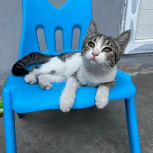 Котята даром, Душанбе