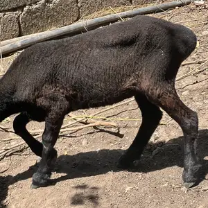Баран, Душанбе