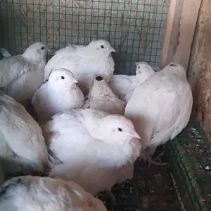 Бедона, Турсунзаде