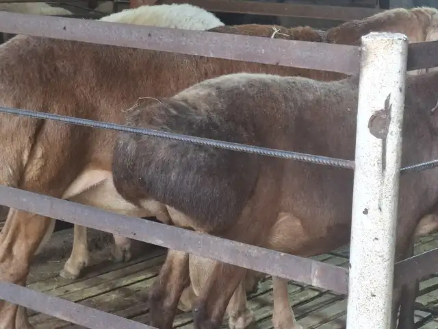 Кучкор, Хуҷанд
