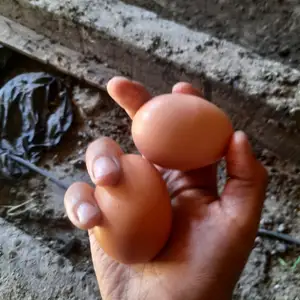 Тухми ломан браун, Худжанд