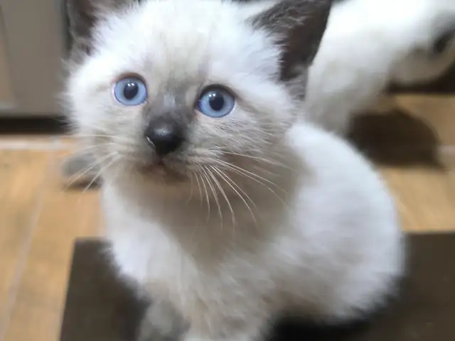 Сиамские котята, Душанбе - 4