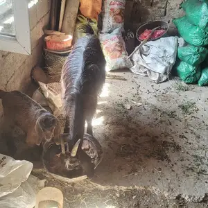 Буз бо бузичааш, Шахринав