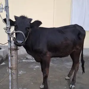Гов черный пестр, Худжанд