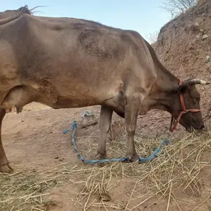 Гови карпат, Душанбе