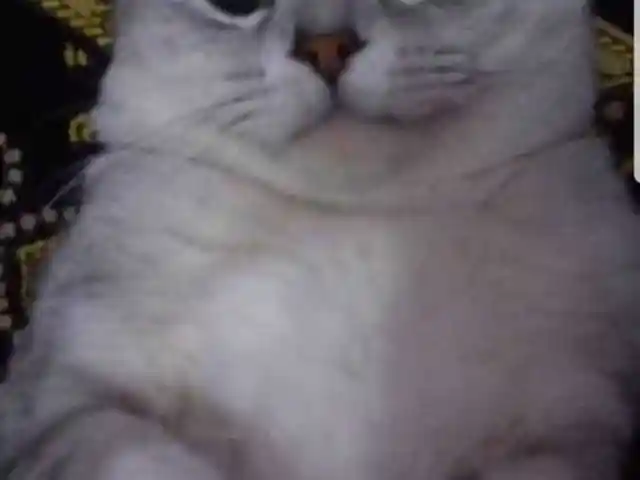 Британский кот шиншилла, Душанбе