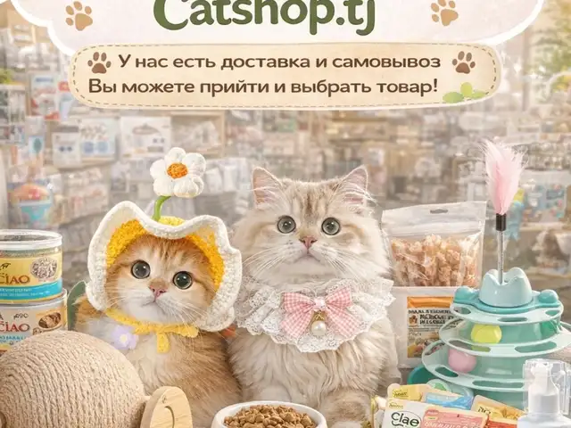 Латок для кошек, Худжанд