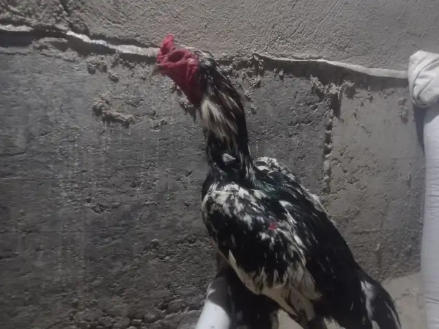 Дакан, Рудаки