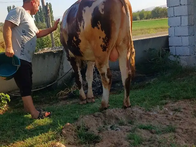 Гов, Матча
