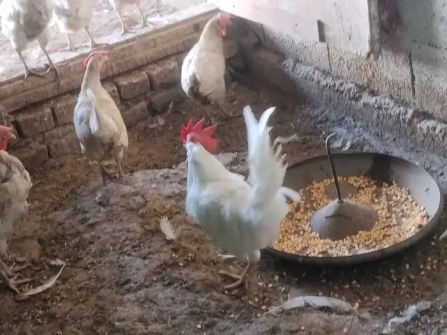 Хурус, Вахдат