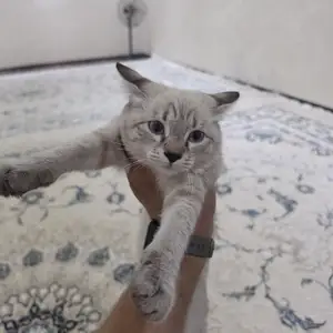 Кошечка, Шахринав
