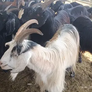 Буз, Душанбе