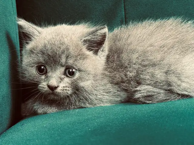 Шотландские кошки, Душанбе