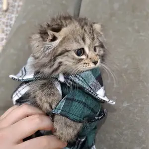 Шотландский вислоухий котенок, Худжанд