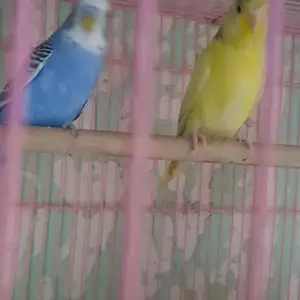 Попугай, Душанбе