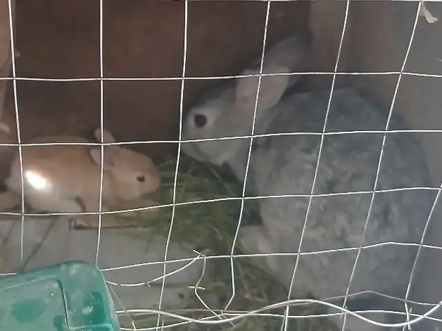 Харгуш бо як бачаш, Абдурахмони Джоми