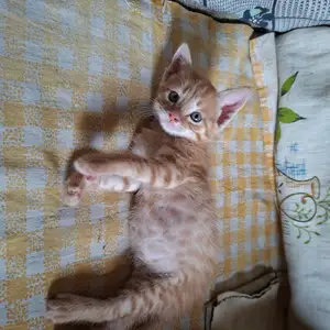 Котенок мальчик 2 месяца, Душанбе
