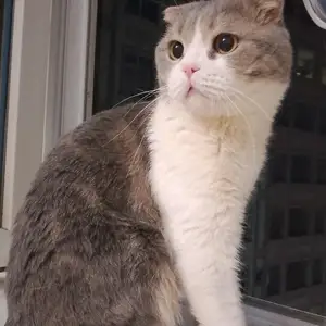 Кот на вязку, Душанбе